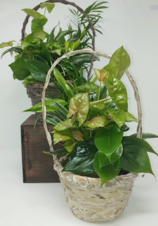 Florist «Flowerama of Springfield», reviews and photos, 659 W Sunshine St, Springfield, MO 65807, USA