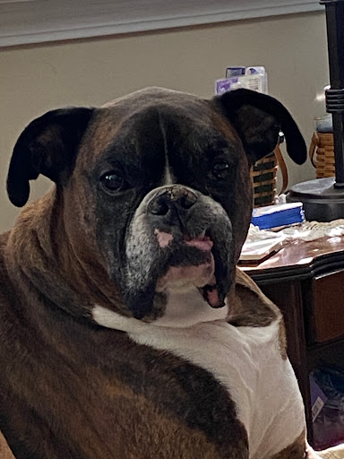 Explore snake sleeve tattoo ideas, creative tattoo ideas in Holly Ridge, available at Evolution Tattoo Studio