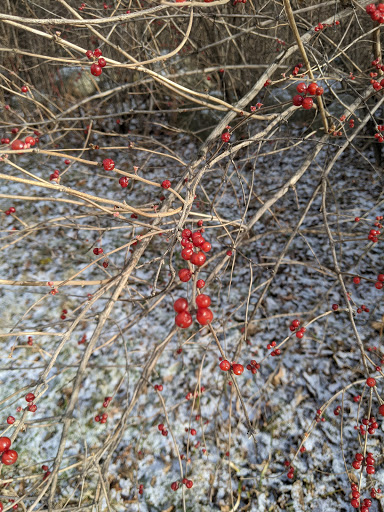 Nature Preserve «Scio Woods Preserve», reviews and photos, Scio Church Rd, Ann Arbor, MI 48103, USA