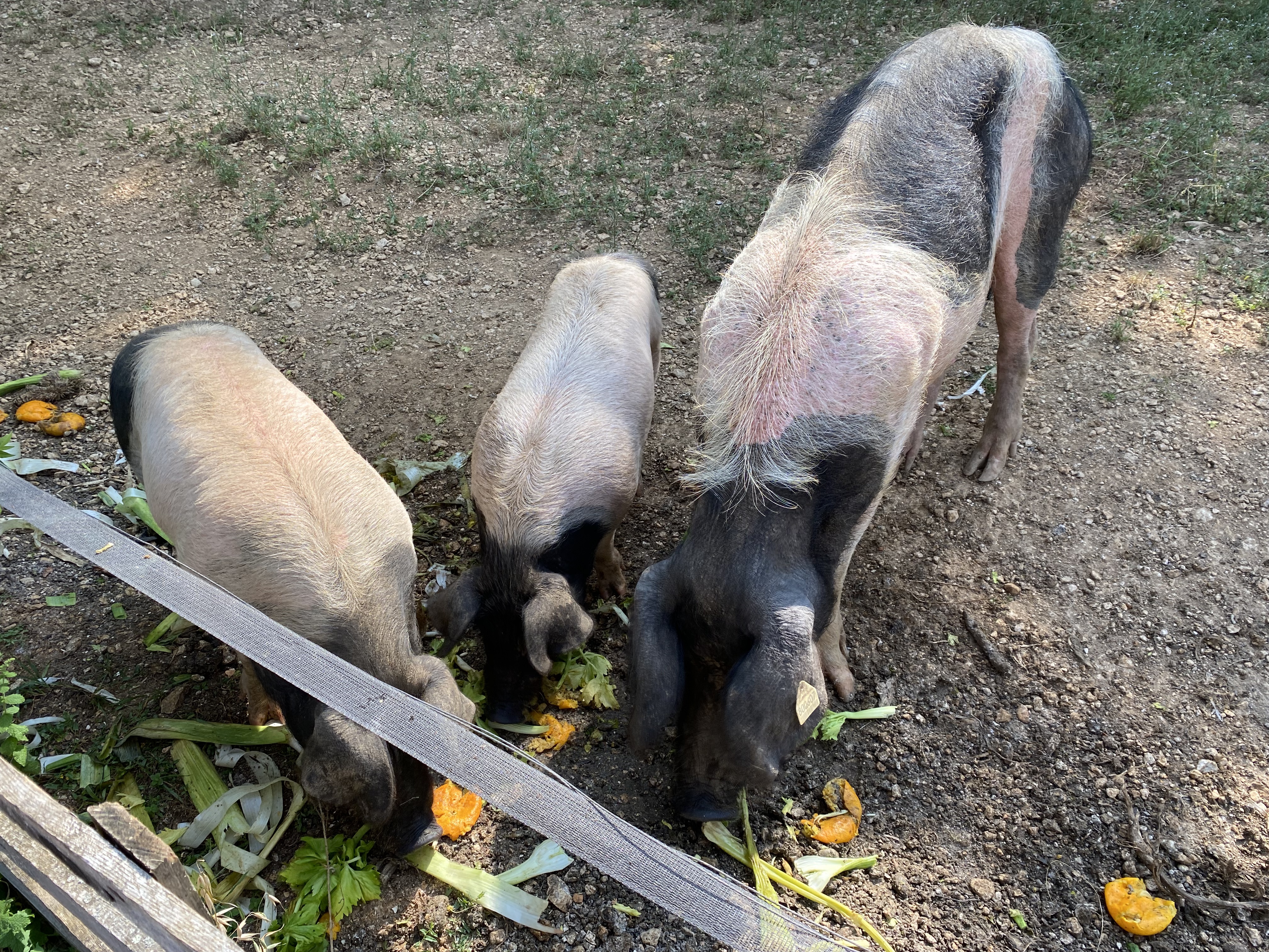 Photo n° 3 de l'avis de Haerion. fait le 12/07/2023 à 07:04