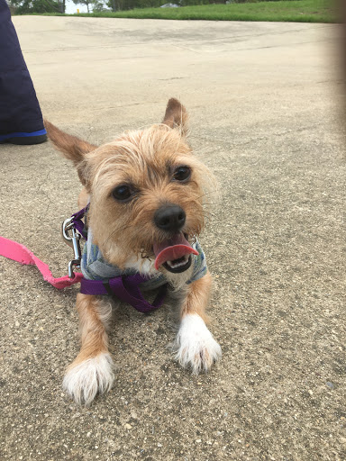 Recreation Center «Senter Recreation Center», reviews and photos, 901 Senter Rd, Irving, TX 75060, USA