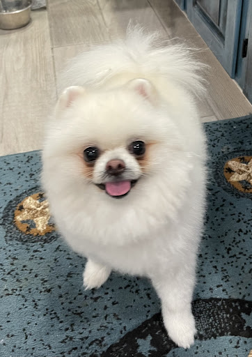 Pet Supply Store «Petsense Corinth», reviews and photos, 1663 Virginia Ln, Corinth, MS 38834, USA