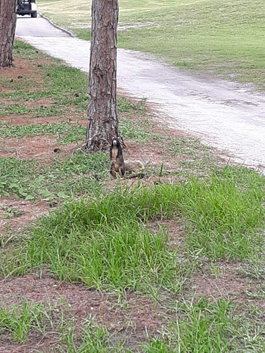 Country Club «Palmetto-Pine Country Club», reviews and photos, 1940 SW 9th Ct, Cape Coral, FL 33991, USA