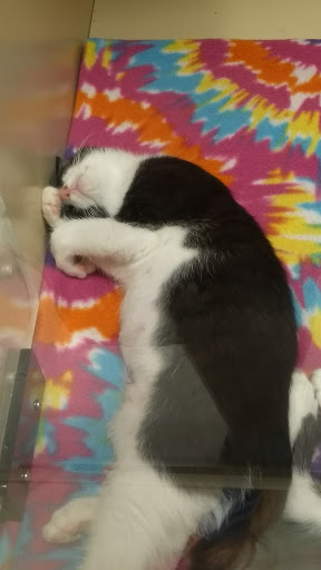 Pet Supply Store «PetSmart», reviews and photos, 1013 W University Ave, Georgetown, TX 78628, USA