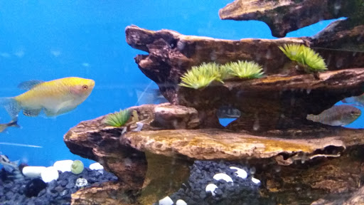 Tropical Fish Store «Aquarium Concepts», reviews and photos, 6920 Amador Plaza Rd, Dublin, CA 94568, USA