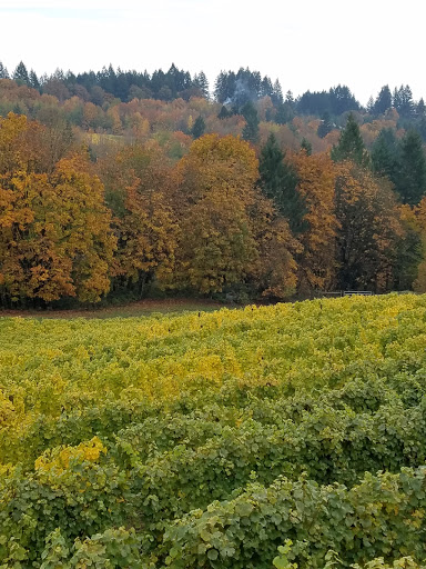 Winery «Elk Cove Vineyards», reviews and photos, 27751 NW Olson Rd, Gaston, OR 97119, USA