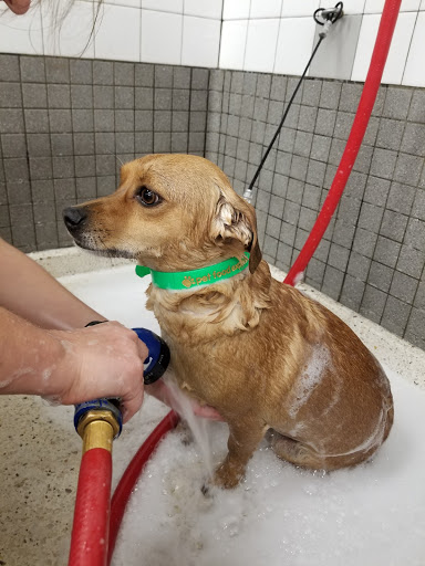 Pet Supply Store «Pet Food Express», reviews and photos, 383 S McDowell Blvd, Petaluma, CA 94954, USA