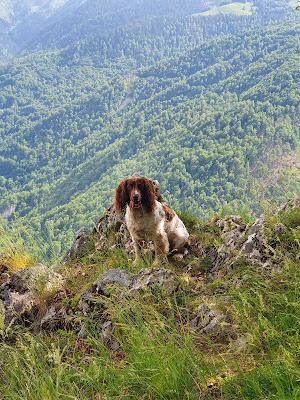 Clinique veterinaire des thermes à Salies-du-Salat