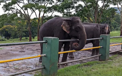 Theppakadu Elephant Camp image