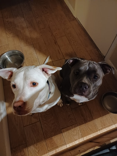 Pet Supply Store «Pet Supplies Plus», reviews and photos, 1031 Northwest Hwy, Garland, TX 75041, USA