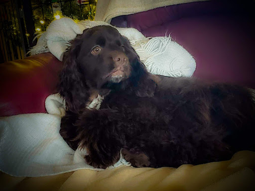 Pet Supply Store «Pet Supplies Plus», reviews and photos, 2424 W State St, Alliance, OH 44601, USA