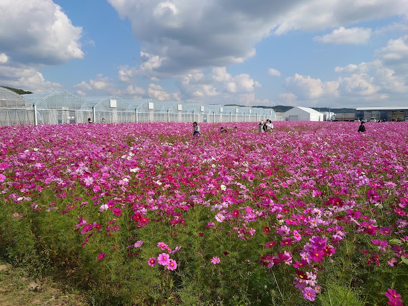 花の海