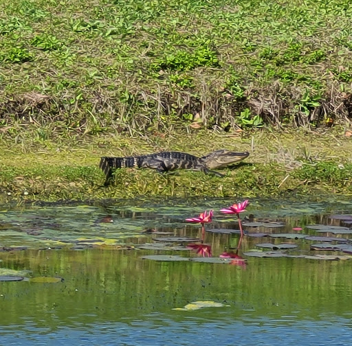Golf Club «Silver Dollar Golf & Trap Club», reviews and photos, 12711 Silver Dollar Dr, Odessa, FL 33556, USA