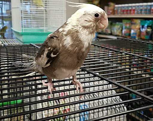 Pet Supply Store «Pet World», reviews and photos, 6527 Centralia Rd, Chesterfield, VA 23832, USA