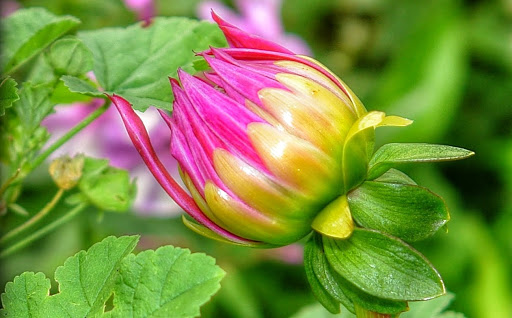 Florist «Heritage Flowers, Inc.», reviews and photos, 522 SE 1st Ave, Ocala, FL 34471, USA