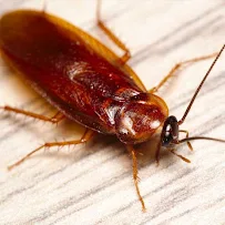 DSR Pest Management Inc. - Car repair in Tucson, AZ, Tucson - Rated 4.7/5