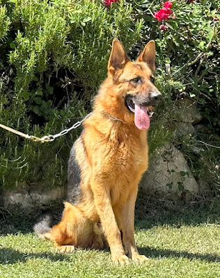 Centre Canin la Gaïdocienne à Saint-Paul-les-Fonts