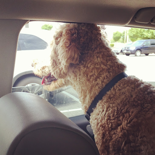 Pet Supply Store «Concord Pet Foods & Supplies», reviews and photos, 340 E Main St, Middletown, DE 19709, USA