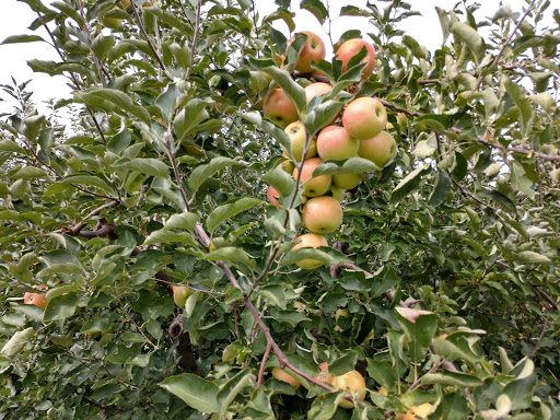 Orchard «Curtis Orchard & Pumpkin Patch», reviews and photos, 3902 S Duncan Rd, Champaign, IL 61822, USA