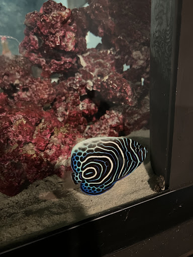 Tropical Fish Store «Beyond the Reef», reviews and photos, 205 W Golf Rd, Schaumburg, IL 60195, USA