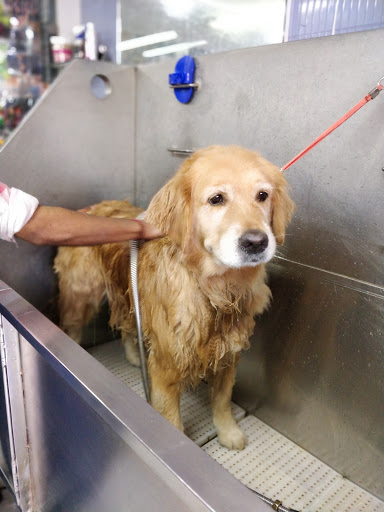 Dog Spa & Retail - Pets Grooming | Pet Spa | Pets Products | Nail Clipping | Dog hair cut and Parlour's In West delhi
