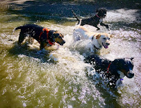 Dog Adventures Northwest - Photo 1 - Car repair in Portland, OR, Gresham