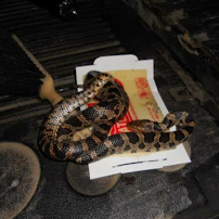 Quality Pest Control, Inc - Photo 3 - Car repair in Marion, IA, Cedar Rapids