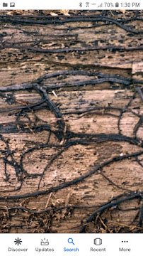 Victory Pest Control - Photo 3 - Car repair in Myrtle Beach, SC, Myrtle Beach