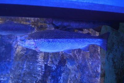 Aquarium de Vendresse à Vendresse
