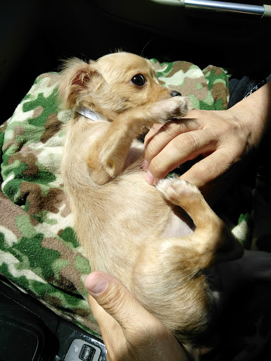 Carson Animal Shelter image