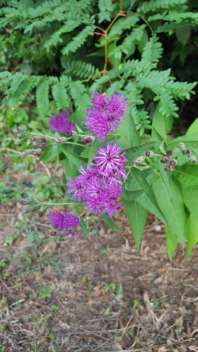 Park «Hurst Community Park», reviews and photos, 601 Precinct Line Rd, Hurst, TX 76053, USA