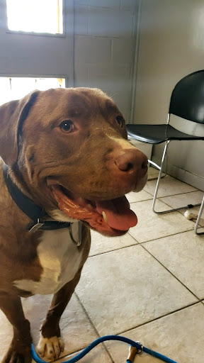 Animal Shelter «South Suburban Humane Society», reviews and photos