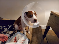 VCA Asher Animal Hospital - Photo 4 - Car repair in Redding, CA, Redding