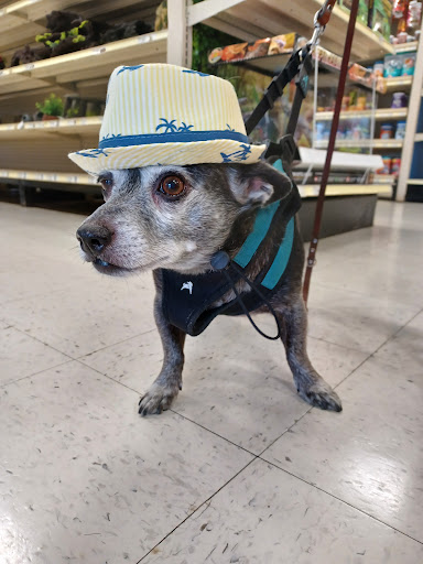 Pet Supply Store «PetSmart», reviews and photos, 2840 W Chandler Blvd, Chandler, AZ 85224, USA