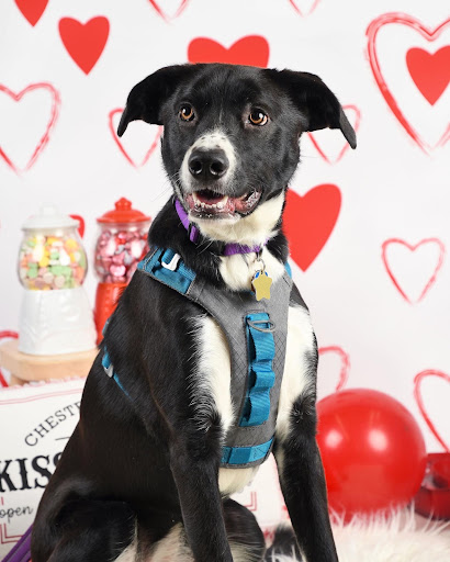 Pet Supply Store «Bone-A-Patreat», reviews and photos, 4110 University Ave, Des Moines, IA 50311, USA