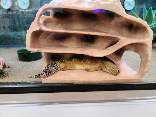 Pet Supply Store «Petco Animal Supplies», reviews and photos, 474 228th Ave NE, Sammamish, WA 98074, USA