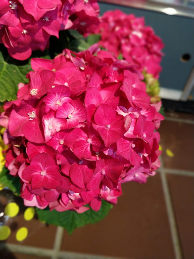 Florist «Thrifty Florist Ann Arbor», reviews and photos, 3021 Carpenter Rd, Ypsilanti, MI 48197, USA