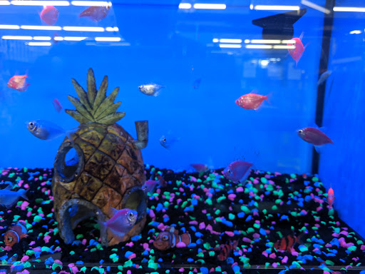 Pet Supply Store «Pet Supplies Plus», reviews and photos, 1240 Seminole Trail, Charlottesville, VA 22901, USA