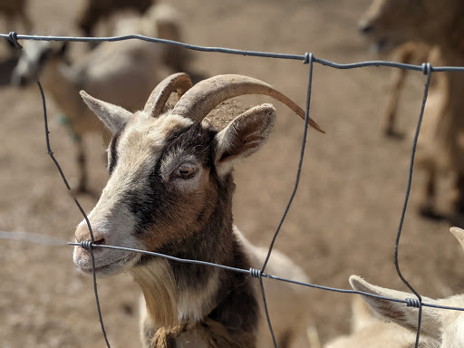 Farm «Pettit Creek Farms», reviews and photos, 337 Cassville Rd, Cartersville, GA 30120, USA