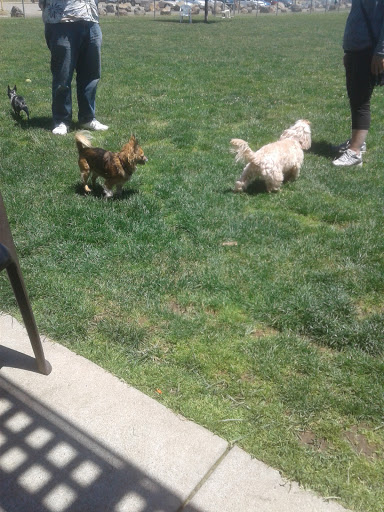 Dog Park «Phoenix Dog Park», reviews and photos, 9050 Sunset Ave, Fair Oaks, CA 95628, USA