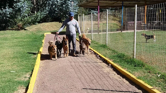 Guarderia canina Cepcan high performance dogs training - Guardería