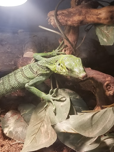 Pet Store «CUSTOM CREATURES PET SHOP», reviews and photos, 10727 N 19th Ave, Phoenix, AZ 85029, USA