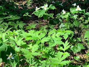 Wilderness Park - photo 18