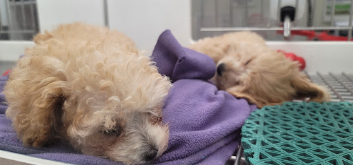 Pet Store «Petland Strongsville», reviews and photos, 1148 Southpark Center, Strongsville, OH 44136, USA