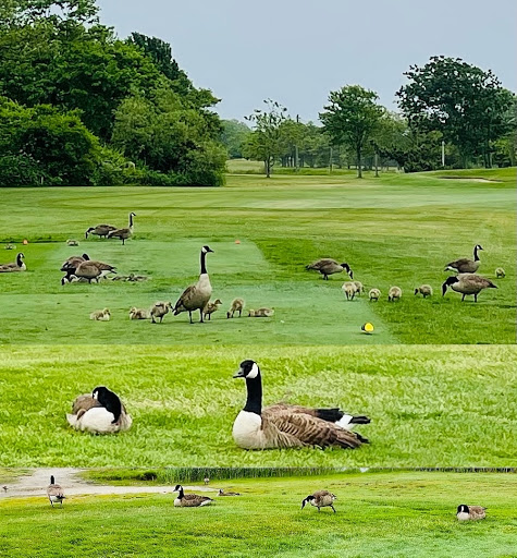 Golf Club «Bergen Point Golf Course», reviews and photos, 69 Bergen Ave, West Babylon, NY 11704, USA