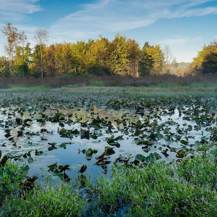 Morgan Swamp Preserve - Long Pond Trail