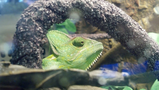 Pet Store «Petland», reviews and photos, 2123 Old Hudson Rd, St Paul, MN 55119, USA