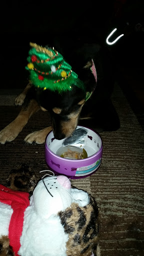 Pet Supply Store «PetSmart», reviews and photos, 5401 N Garland Ave, Garland, TX 75040, USA