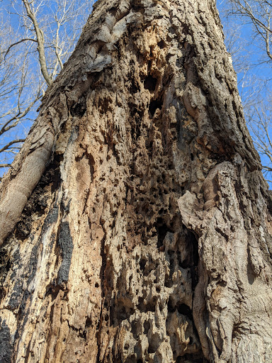 Nature Preserve «Captain Daniel Wright Woods Forest Preserve», reviews and photos, 24830 N St Marys Rd, Mettawa, IL 60045, USA