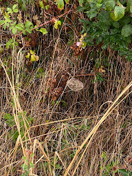 Photo n°19 de Poitou Guêpes et Frelons à Cherveux ()